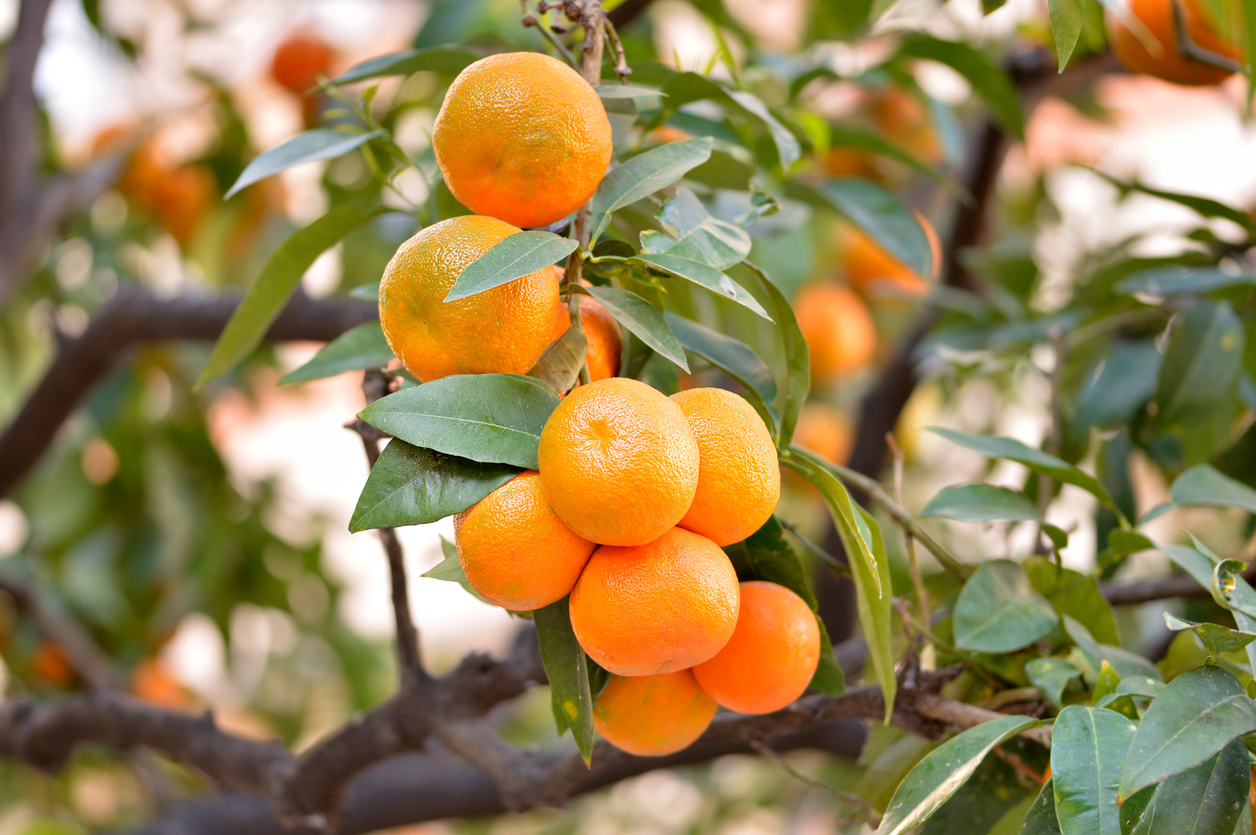 3 receitas com tangerina para reforçar os níveis de vitamina C